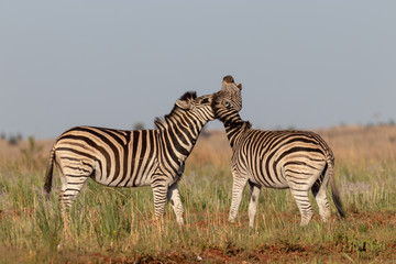 Fototapeta na wymiar Two fighting zebras
