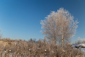 Trees covered with hoarfrost on a sunny winter day