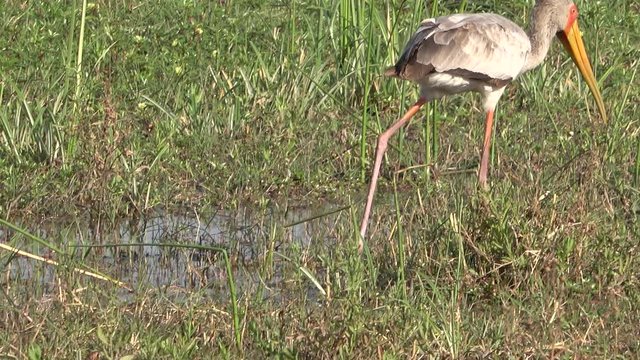 Yellow Billed Stock Eating Fish In Okavango Delta, Botswana