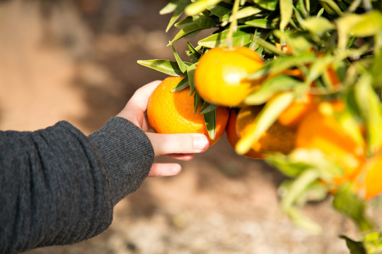Hand som plockar clementiner fr&aring;n tr&auml;d