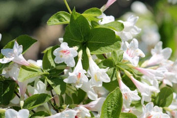Flowering Weigela hybrida with white flowers and green leaves