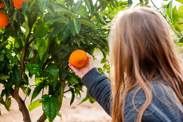 Flicka plockar clementiner från träd