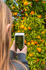 Flicka tar kort på mogna clementiner på träd