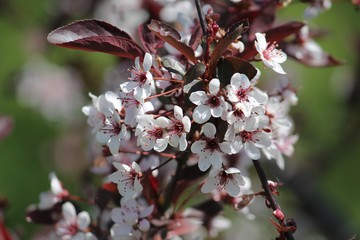 Purple leaf sand cherry or dwarf red-leaf plum (Prunus cistena). Branch with flowers and foliage