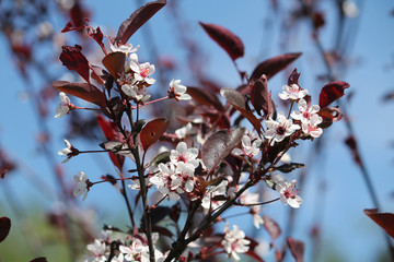 Fototapeta premium Purple leaf sand cherry or dwarf red-leaf plum (Prunus cistena). Branch with flowers and foliage
