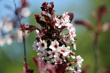 Fototapeta premium Purple leaf sand cherry or dwarf red-leaf plum (Prunus cistena). Branch with flowers and foliage