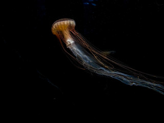 Jellyfish in the Ocean