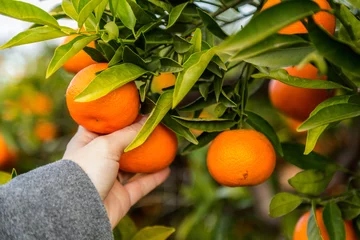 Fotobehang Hand som plockar clementiner från träd © Björn Kristersson