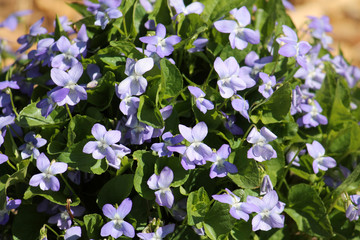 Obraz na płótnie Canvas Viola canina or Heath dog violet. Flowering plants with blue flowers and green leaves