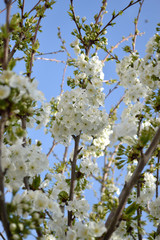 spring background with flowering branches of cherry