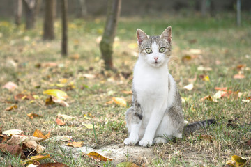 female domestic cat sitting in the garden