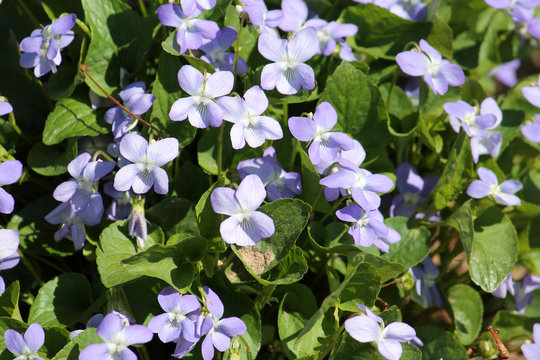 Viola canina or Heath dog violet. Flowering plants with blue flowers and green leaves