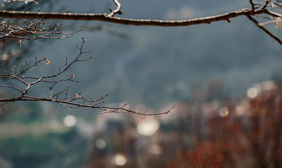 Fototapeta na wymiar bare winter branches on mountain landscape