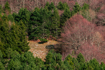 colorful winter forest in the Italian Apennines mountain range