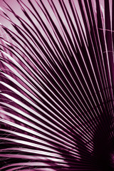 natural poster. palm leaf. closeup. purple