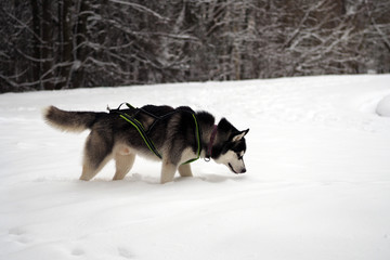 Husky breed dog in a riding harness examines the tracks in the snow in the forest