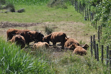 Troupeau de vaches Highland Cattle dans une prairie