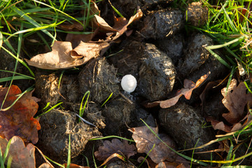 Mushroom in manure
