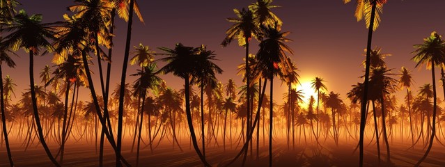 Obraz na płótnie Canvas Palm grove at sunset, coconut palms panorama at sunrise, 