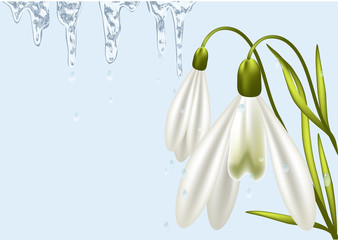 background with snowdrop