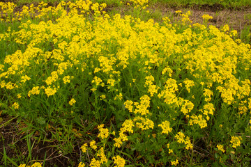 field of dandelions