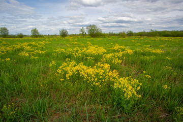 green field of yellow flowers