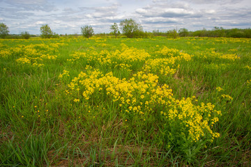 field of yellow flowers