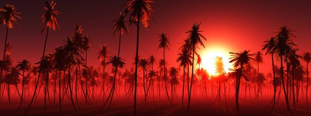 Palm grove at sunset, coconut palms panorama at sunrise,
