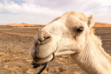 Fototapeta premium Close-up view of camel's face in Sahara desert near Merzouga town in Morocco