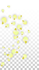 Vector Realistic Pink Petals Falling on Transparent Background.  Spring Romantic Flowers Illustration. Flying Petals. Sakura Spa Design. Blossom Confetti.