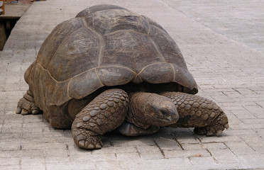 Giant Tortoise, La Digue Island, Seychelles
