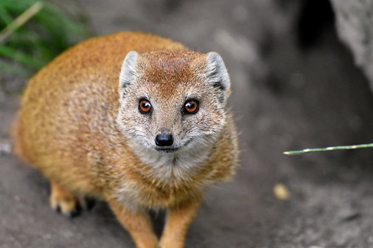 Mongoose bilder – Bläddra bland 39,768 stockfoton, vektorer och videor ...