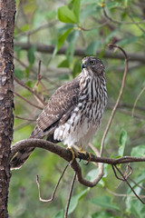 Coopers Hawk at Green Cay Wetlands in Boynton Beach, Florida