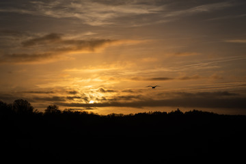 Fototapeta na wymiar Lonesome bird over beautiful setting sun reflecting on hazy clouds