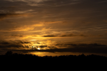 Lonesome bird over beautiful setting sun reflecting on hazy clouds