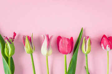 Beautiful pink tulips frame on pink background with copy space