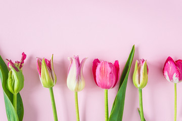 Beautiful pink tulips frame on pink background with copy space