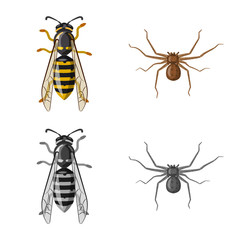 Vector illustration of insect and fly icon. Collection of insect and element stock symbol for web.
