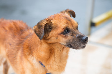 Rusty red dog under summer rain animal