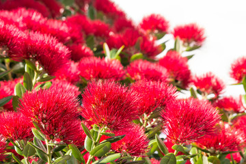 red Pohutukawa tree flowers in bloom isolated on white background
