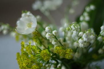 kwiat, konwalia, zieleń ,roślina, biała, makro, gałąź, 