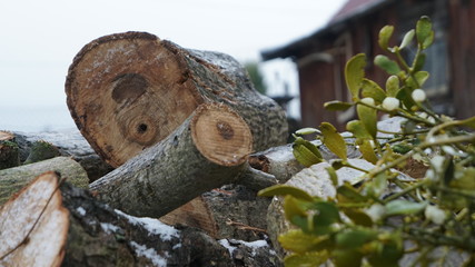 przyroda natura drzewo jemioła