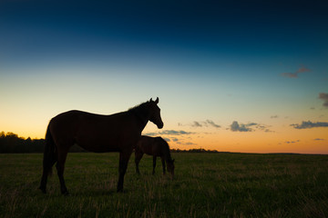 Fototapeta na wymiar Horses grazing at sunset