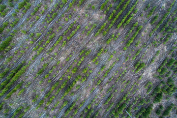 Aerial view of young coniferous trees plantations