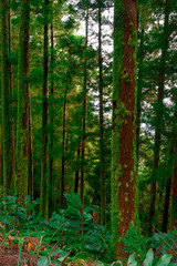 Fototapeta na wymiar Wooded forest trees, Azores