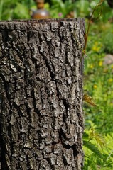 kora, pień, drewno, tekstura, zieleń, natura, 