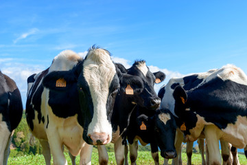 Beautiful Cows in the hill, Azores