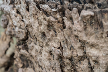 texture of tree stump