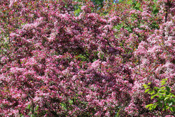 Obraz premium Crown of blossoming ornamental apple tree with branches covered with large number of pink flowers in spring garden