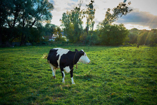 ? dairy cow with white and black spots grazes on a green meadow in rural areas. Sunlight through the clouds in the evening.